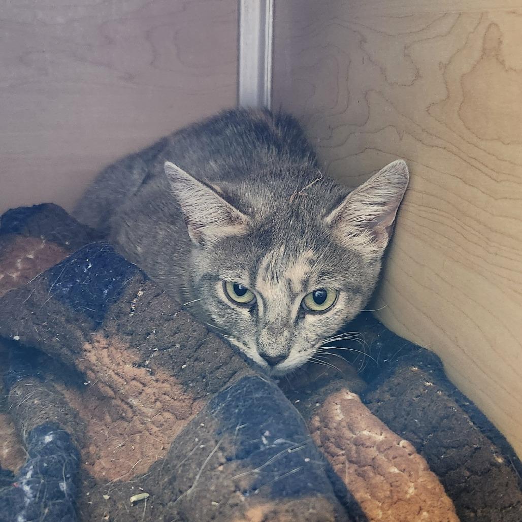 Calypso, a Adoptable Domestic Short Hair in Brookfield, WI image 2/5