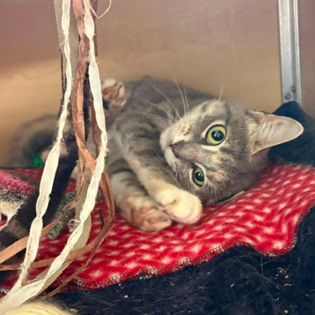 Calypso, Adoptable, Adult Female Domestic Short Hair.
