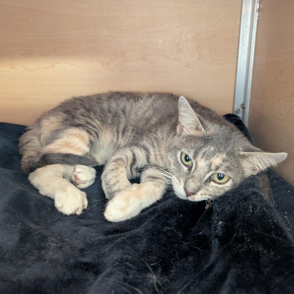 Calypso, a Adoptable Domestic Short Hair in Brookfield, WI image 3/5
