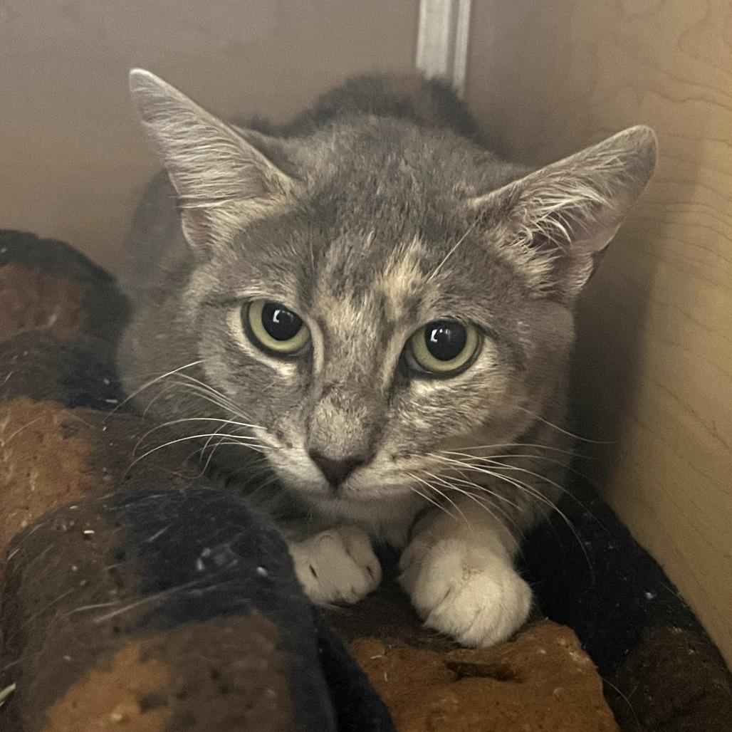 Calypso, a Adoptable Domestic Short Hair in Brookfield, WI image 4/5