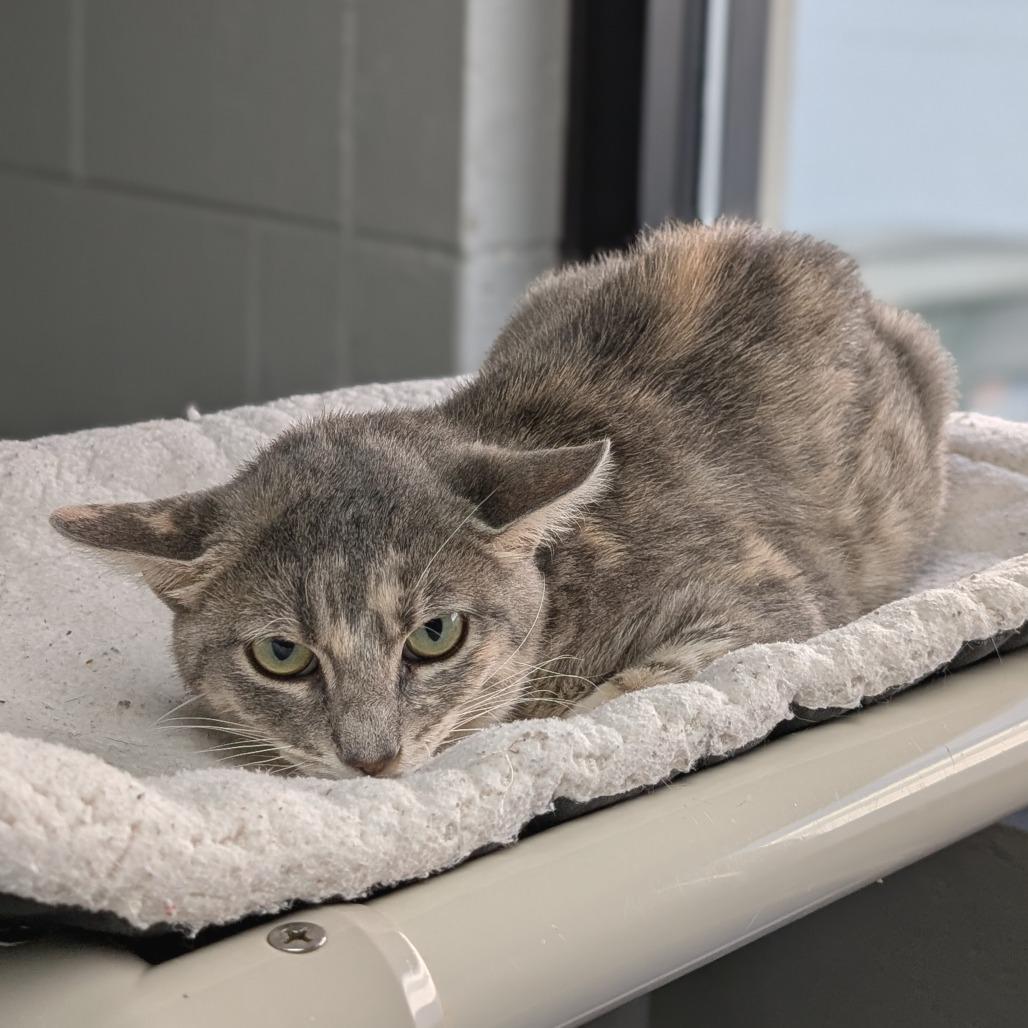 Calypso, a Adoptable Domestic Short Hair in Brookfield, WI image 5/5