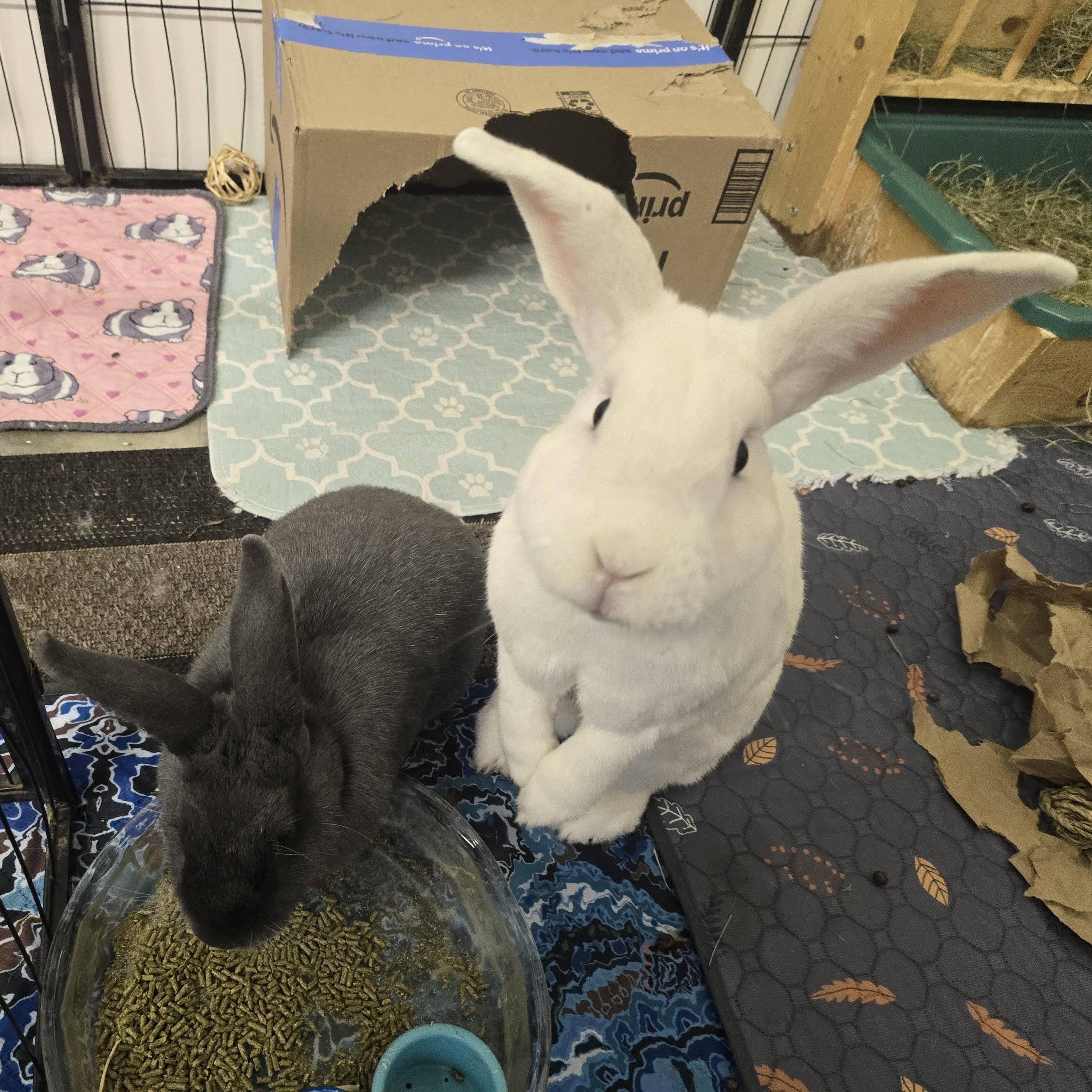 Pedro & Molly, a Adoptable mixed breed in Ferndale, WA image 5/6