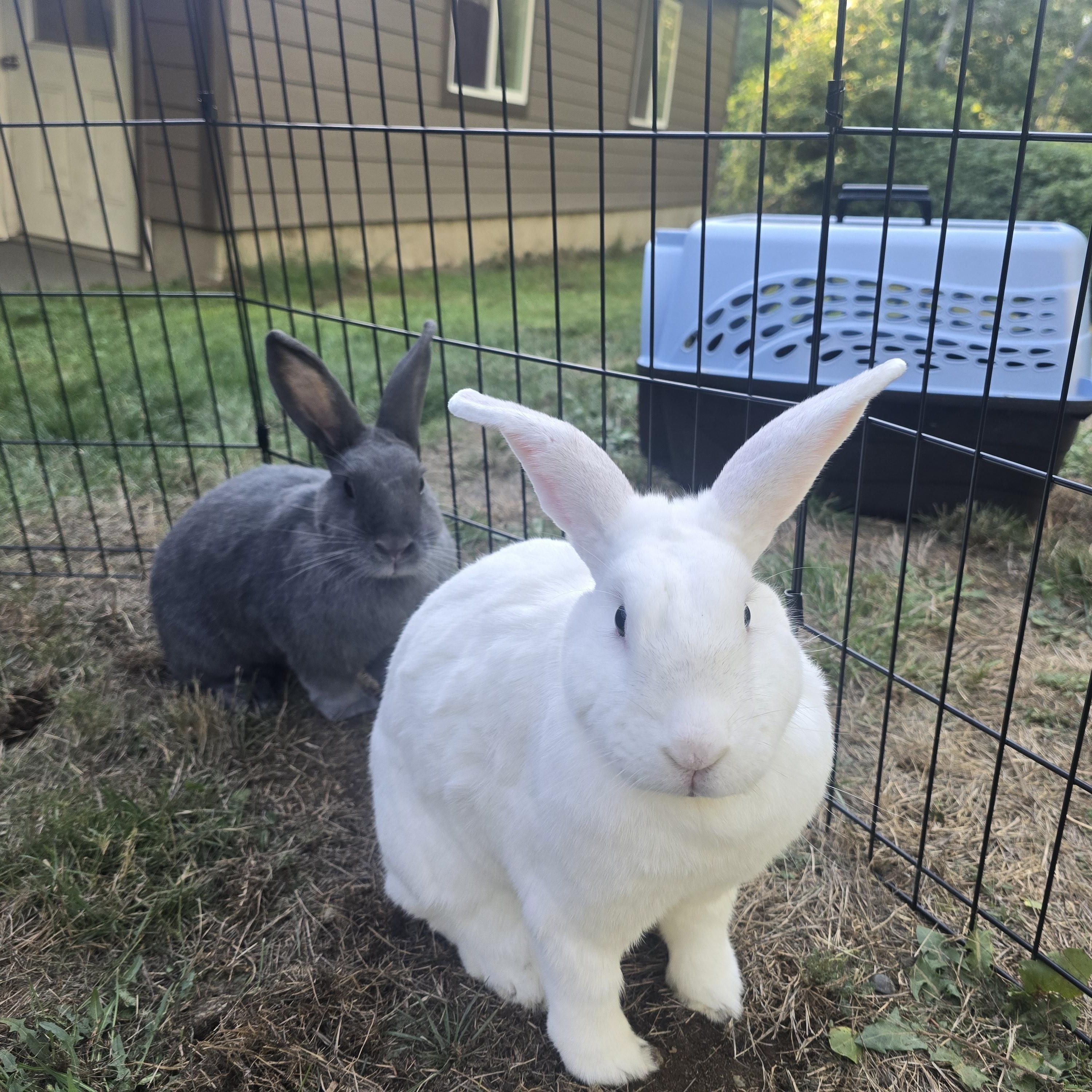 Pedro & Molly, a Adoptable mixed breed in Ferndale, WA image 3/6