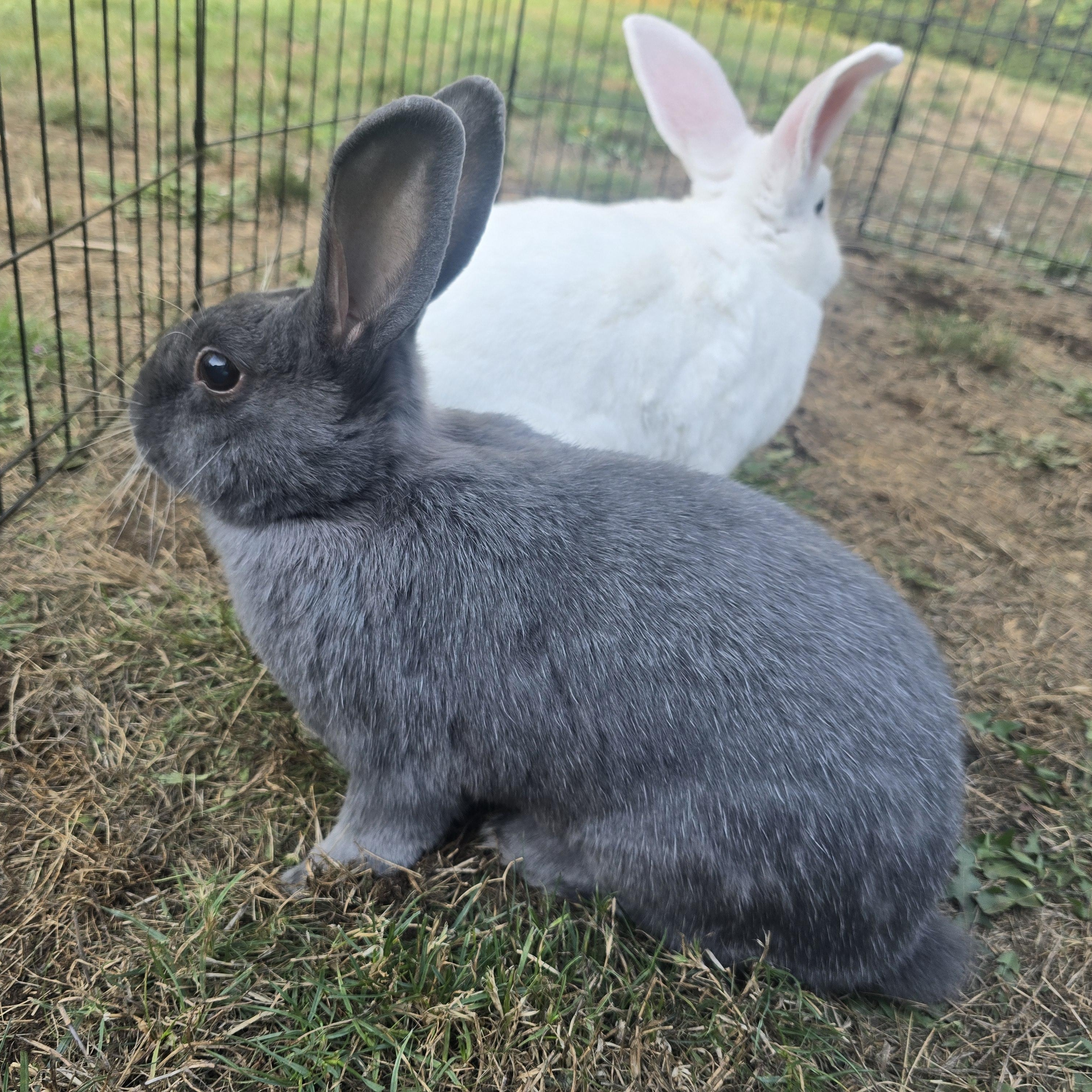 Pedro & Molly, a Adoptable mixed breed in Ferndale, WA image 2/6