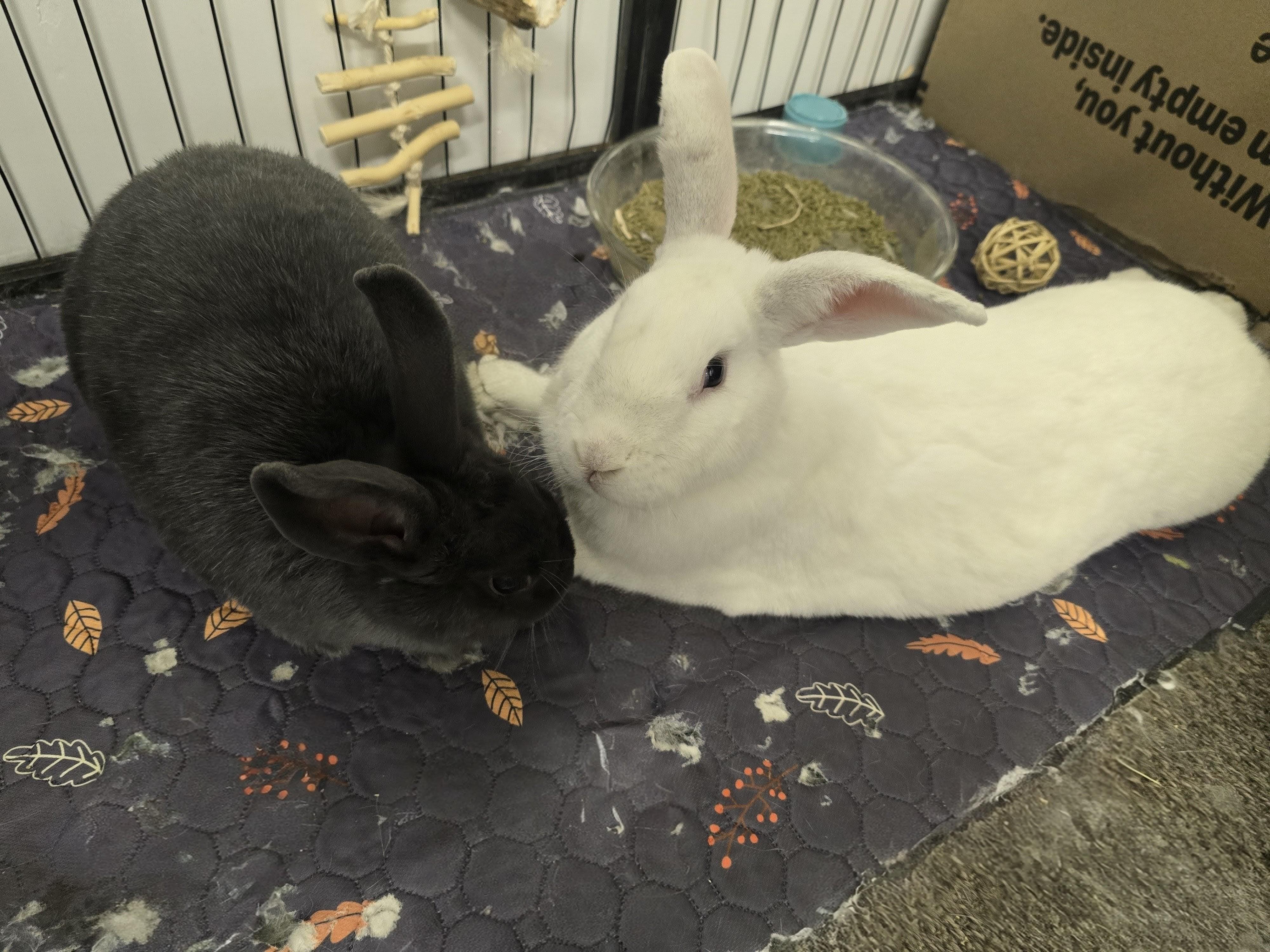 Pedro & Molly, a Adoptable mixed breed in Ferndale, WA image 6/6