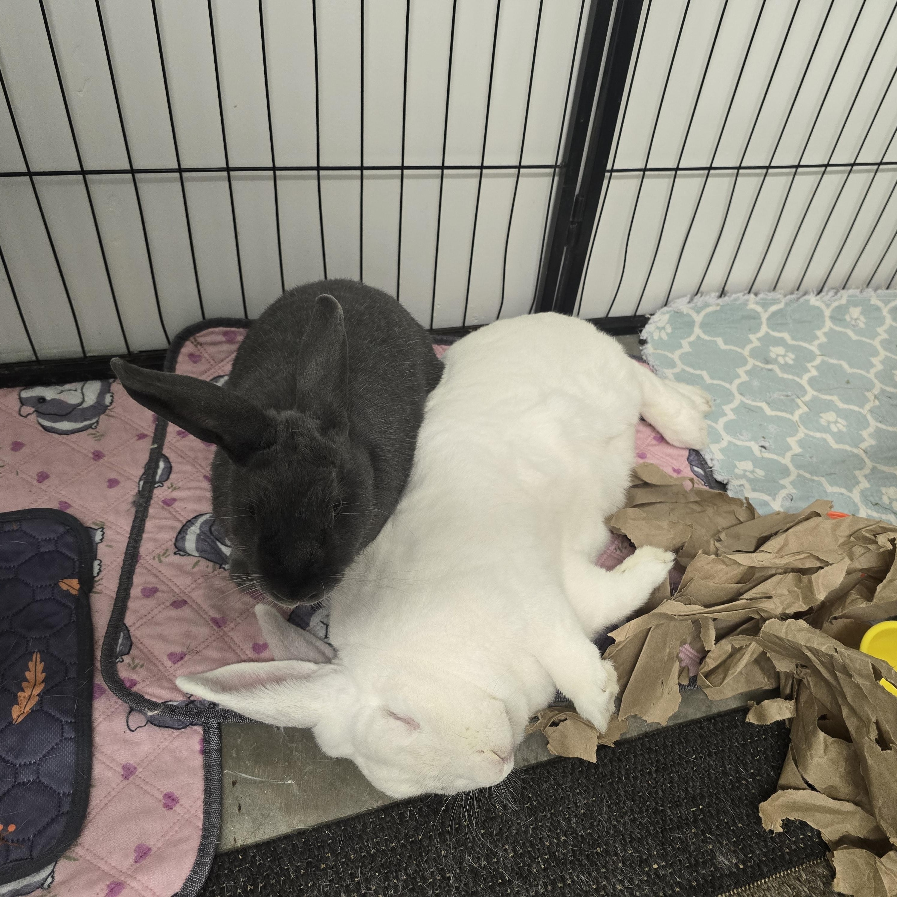 Pedro & Molly, a Adoptable mixed breed in Ferndale, WA image 4/6