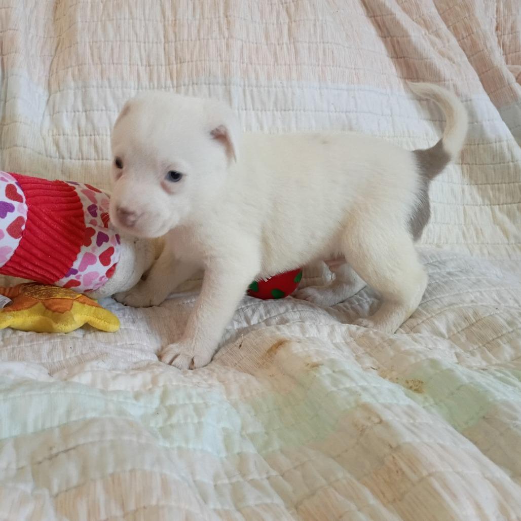 Enlarge Robert, a Adoptable mixed breed in Wadena, MN image 1/4