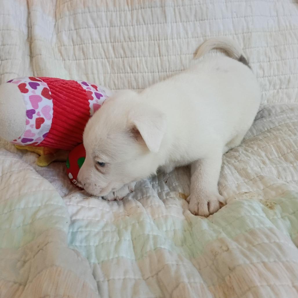 Enlarge Robert, a Adoptable mixed breed in Wadena, MN image 2/4