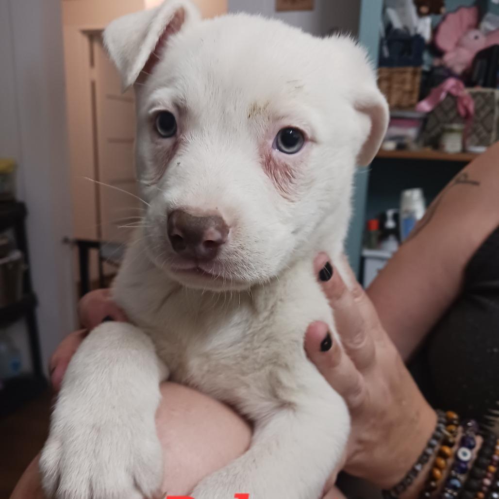 Enlarge Robert, a Adoptable mixed breed in Wadena, MN image 3/4