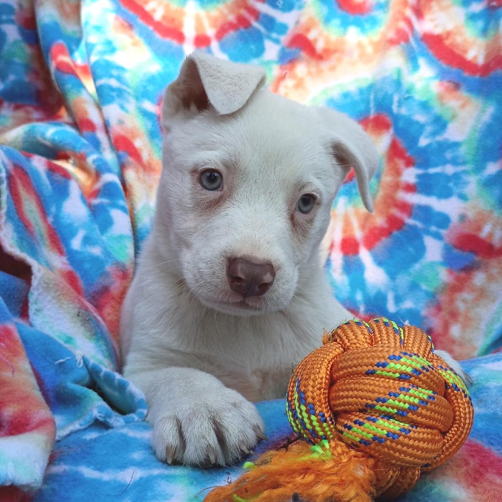Enlarge Robert, a Adoptable mixed breed in Wadena, MN image 4/4