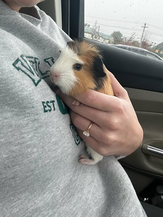 Alfredo (bonded with Broccoli), Adoptable, Baby Male Guinea Pig.