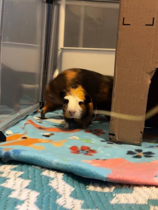 Enlarge Alfredo (bonded with Broccoli), a Adoptable mixed breed in Westbrook, ME image 2/3