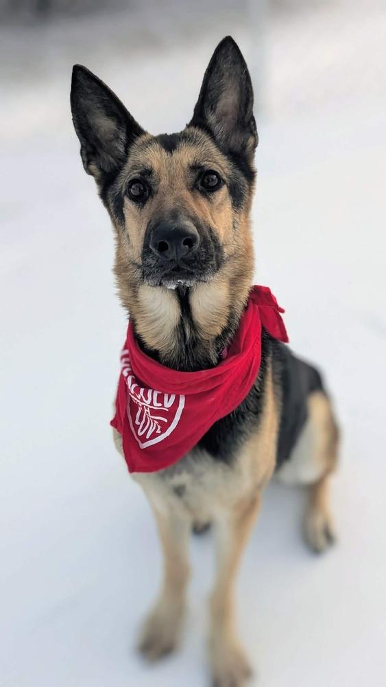 Sadie, a Adoptable German Shepherd Dog in Grand Rapids, MI image 2/5