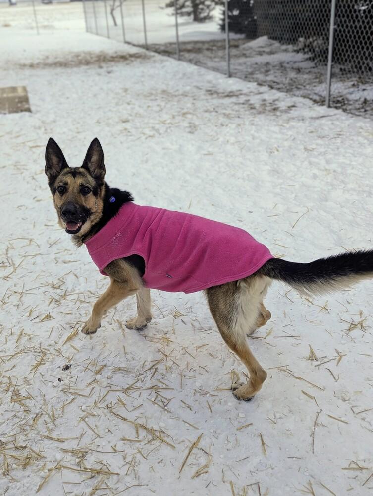 Sadie, a Adoptable German Shepherd Dog in Grand Rapids, MI image 4/5