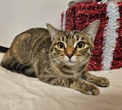 Enlarge Onyx, a Adoptable mixed breed in Cedar Hill, TX image 1/1