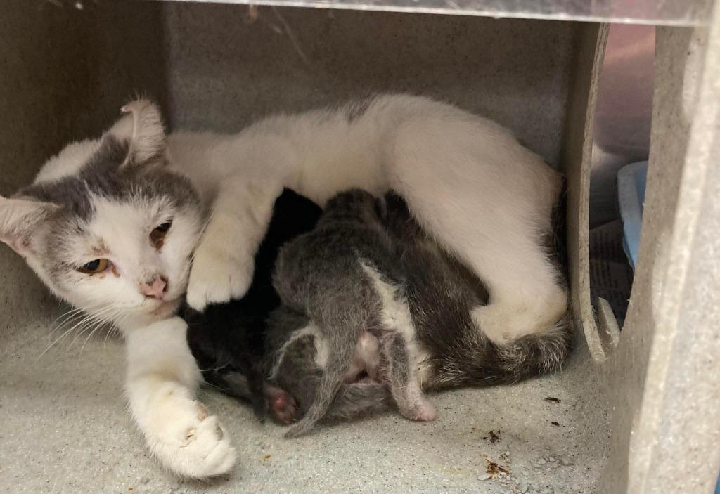 Dot, Adoptable, Young Female Domestic Short Hair.