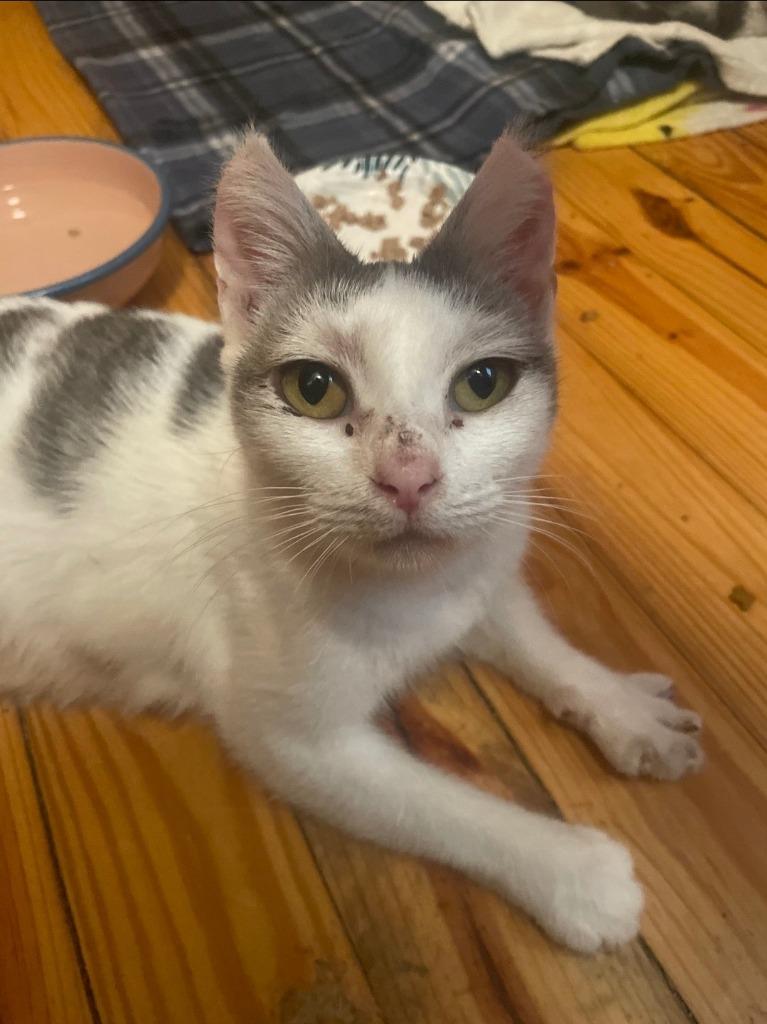 Enlarge Dot, a Adoptable mixed breed in Johnson City, TN image 2/5