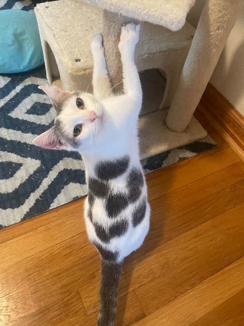 Enlarge Dot, a Adoptable mixed breed in Johnson City, TN image 3/5