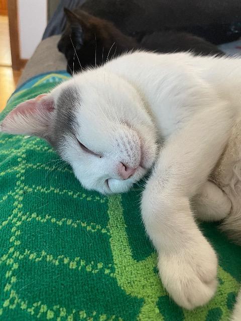 Enlarge Dot, a Adoptable mixed breed in Johnson City, TN image 4/5