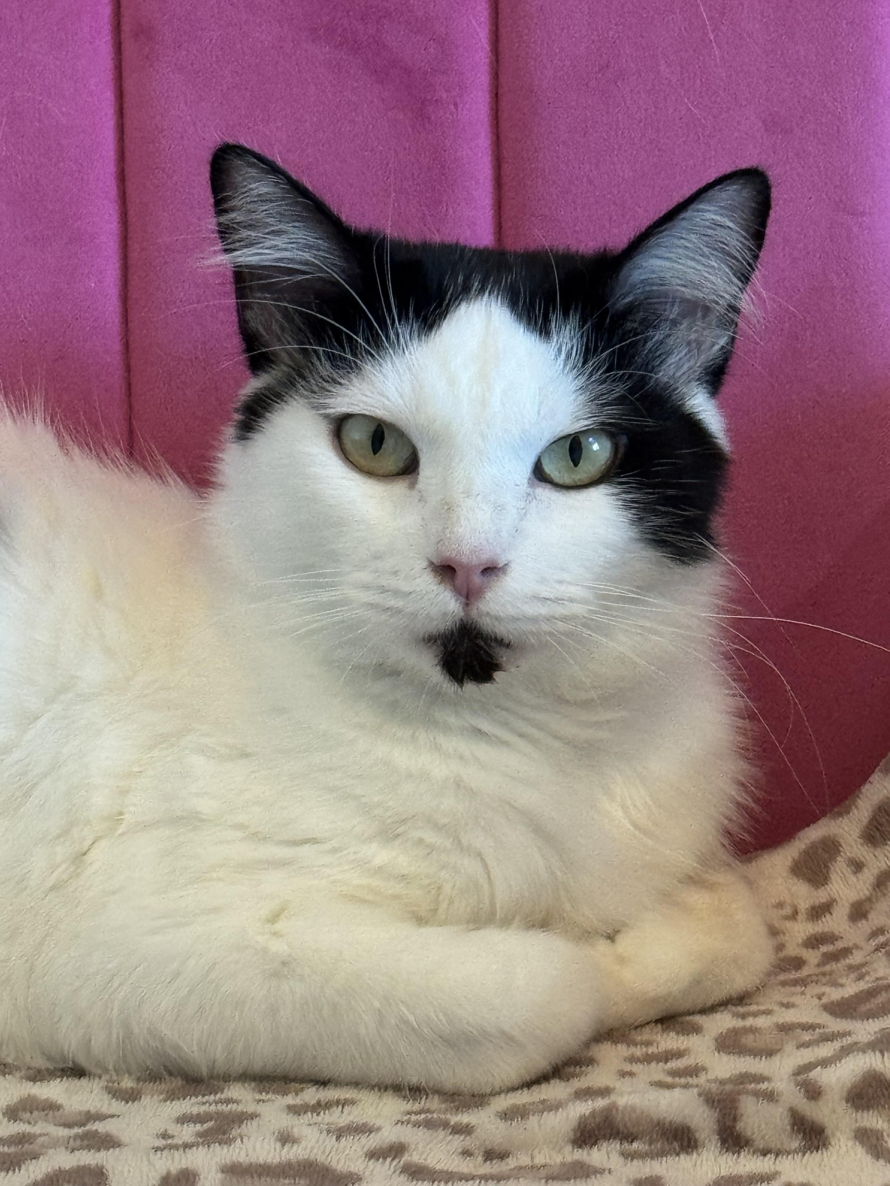 Sage, a Adoptable Domestic Medium Hair in Houston, TX image 1/6