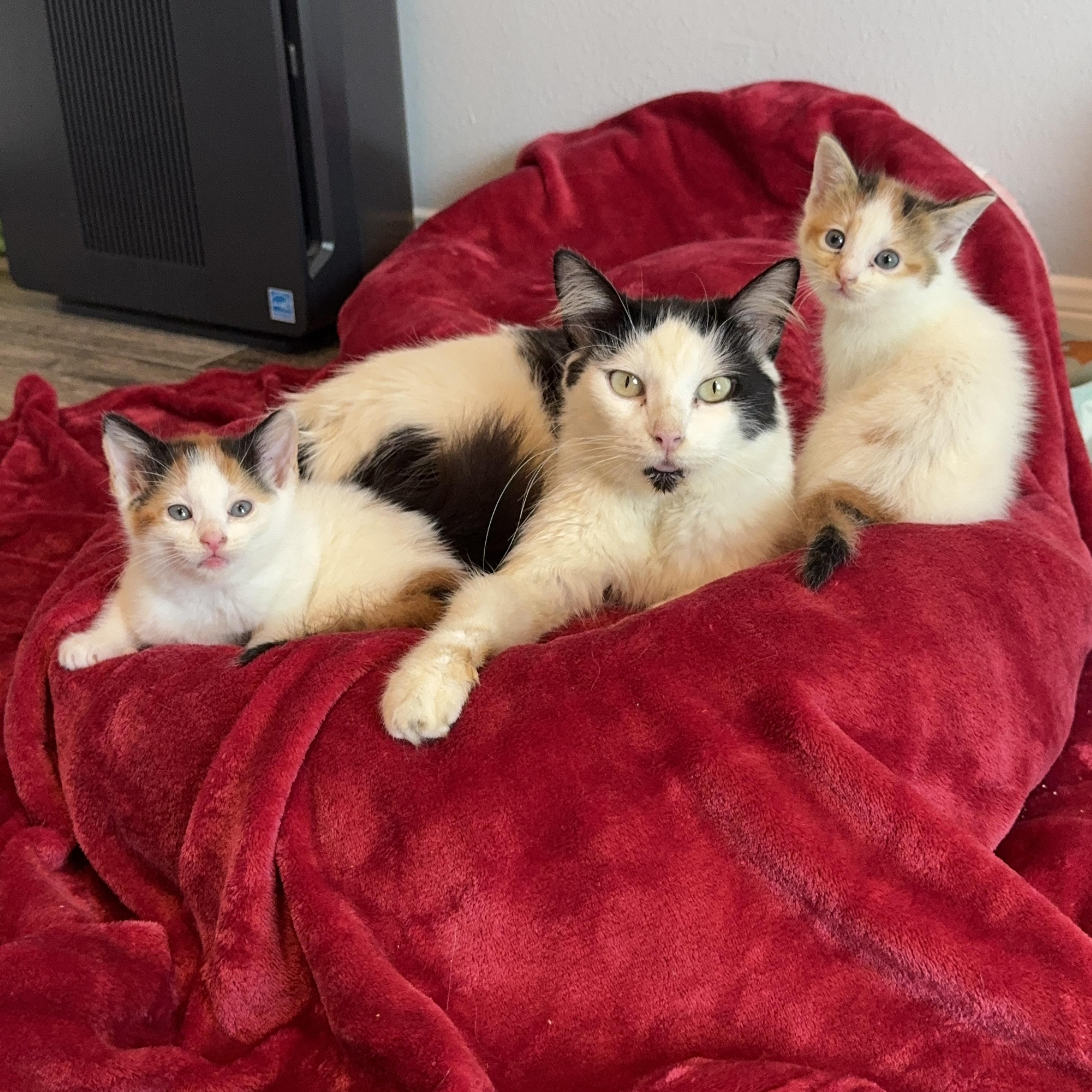 Sage, a Adoptable Domestic Medium Hair in Houston, TX image 6/6