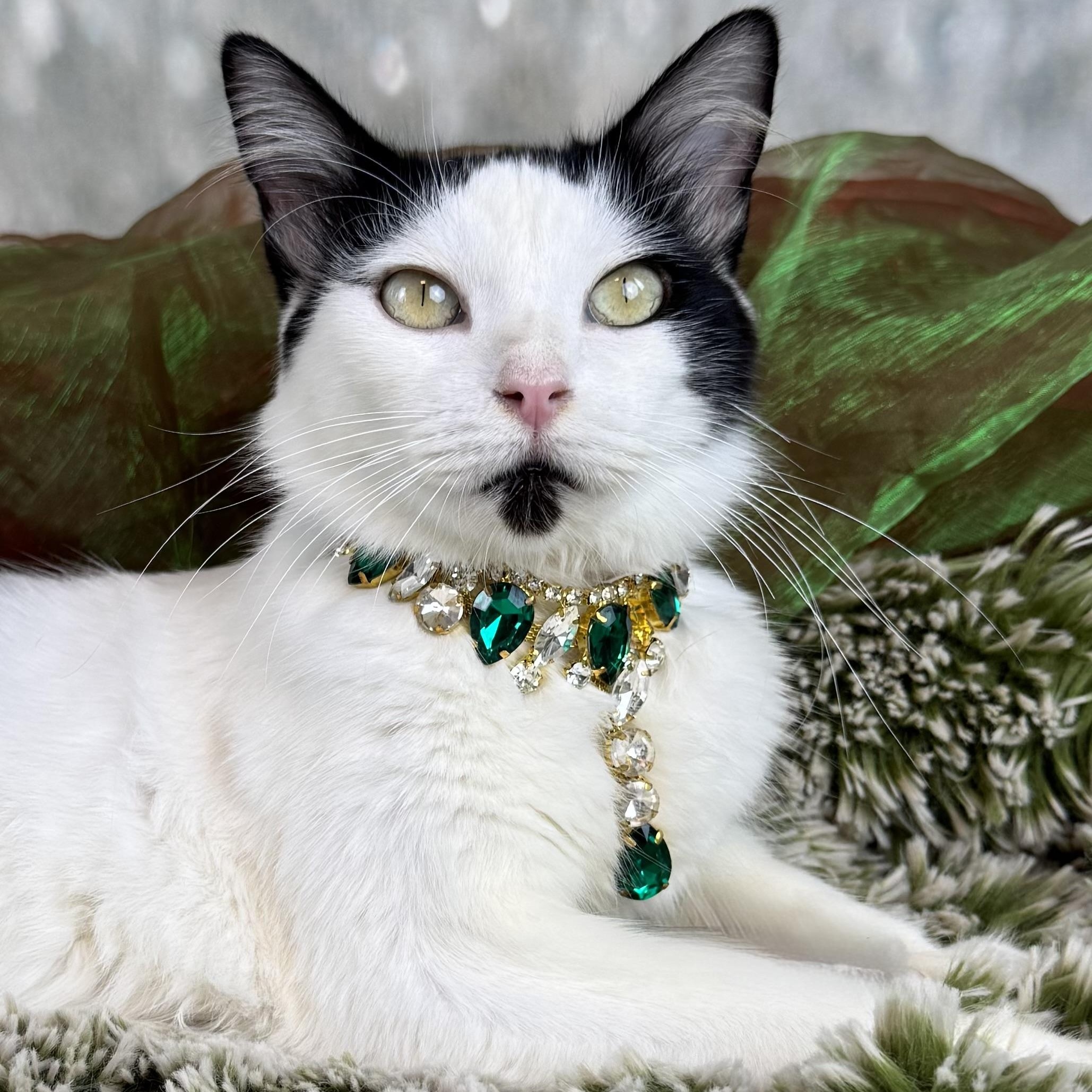 Sage, a Adoptable Domestic Medium Hair in Houston, TX image 2/6