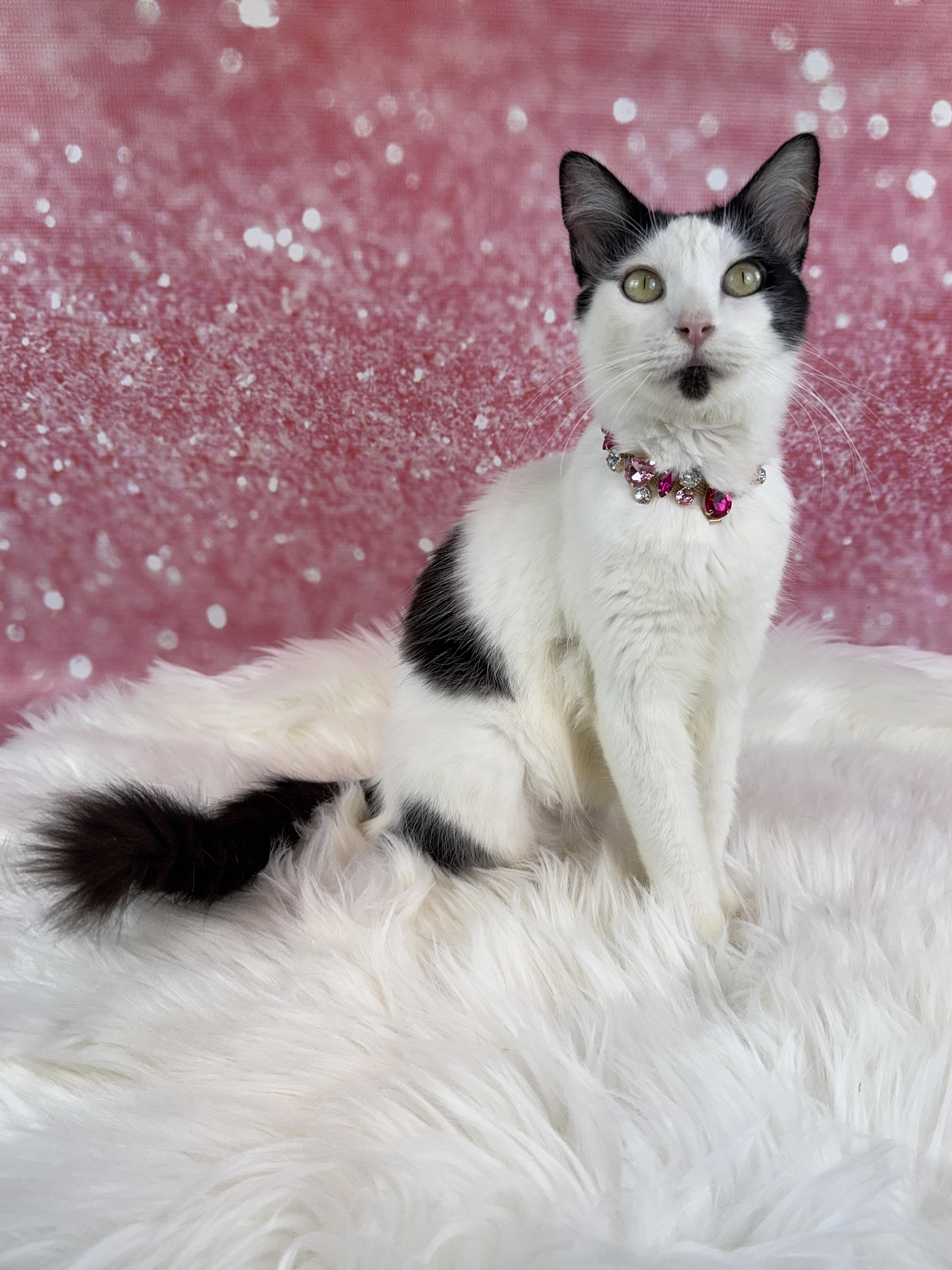 Sage, a Adoptable Domestic Medium Hair in Houston, TX image 5/6