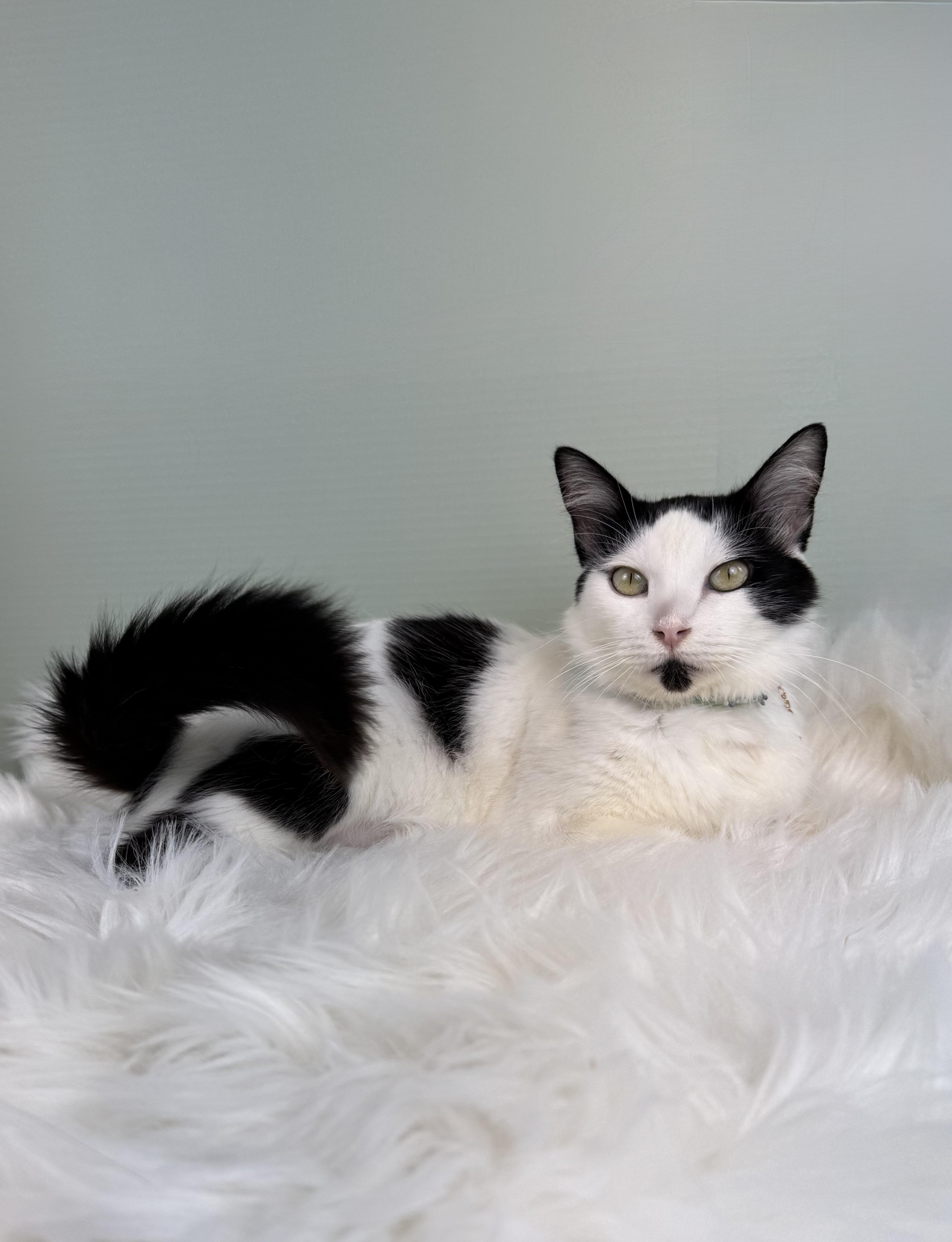 Sage, a Adoptable Domestic Medium Hair in Houston, TX image 3/6