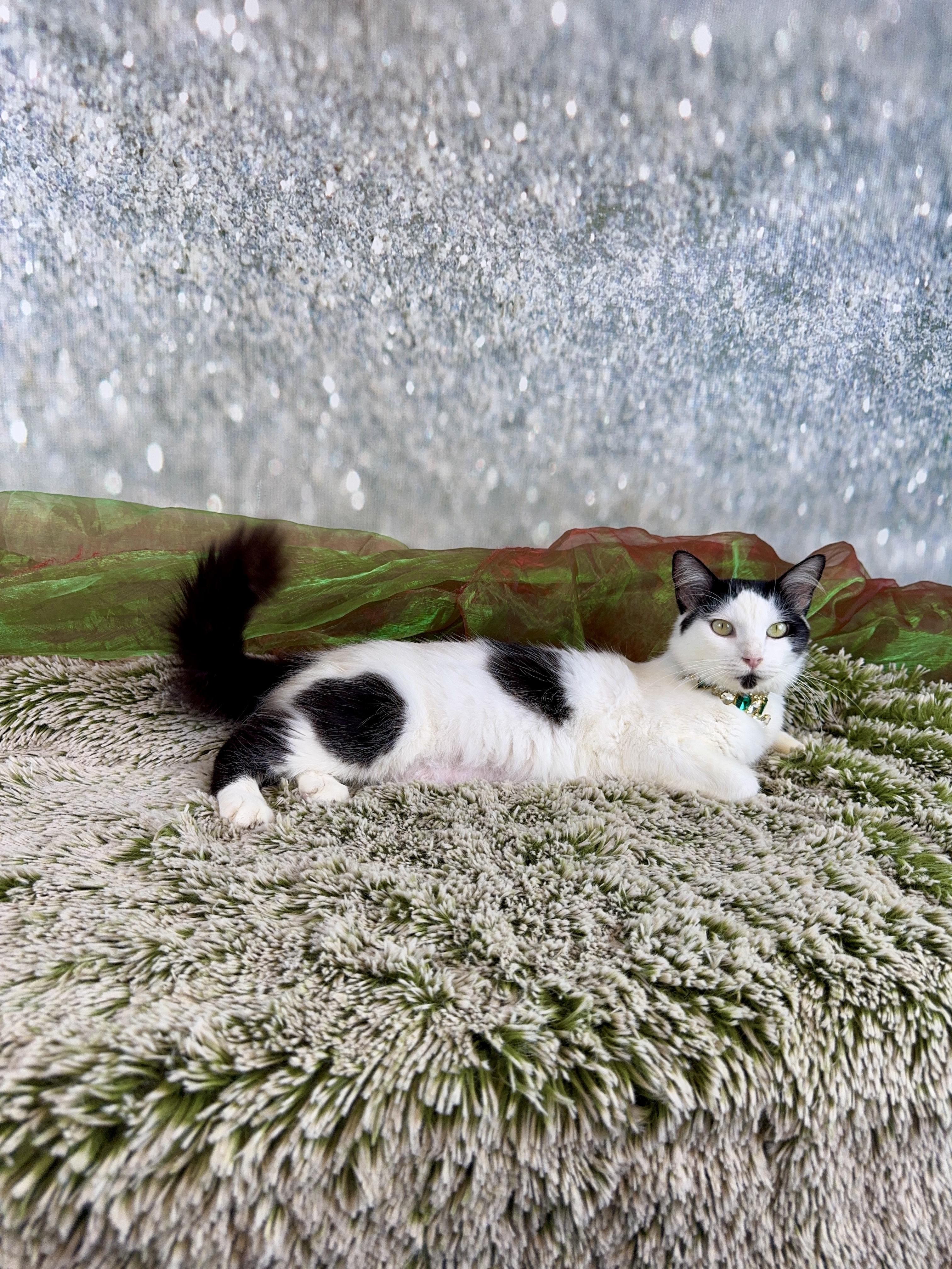 Sage, a Adoptable Domestic Medium Hair in Houston, TX image 4/6