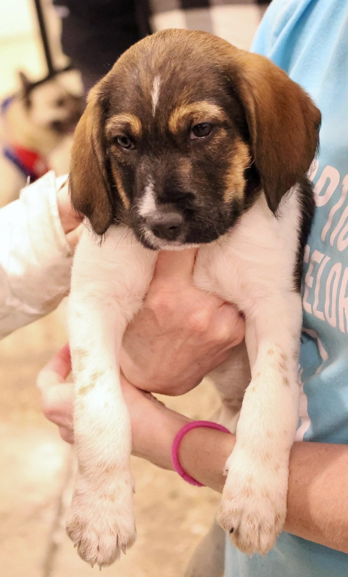 Enlarge Cookie, an adoptable mixed breed in Palatine, IL image 2/4