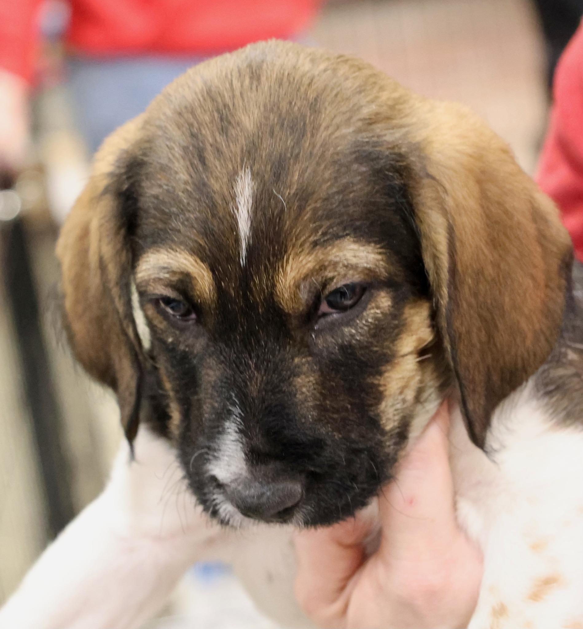 Cookie, adoptable, Puppy Female Poodle & Mixed Breed.