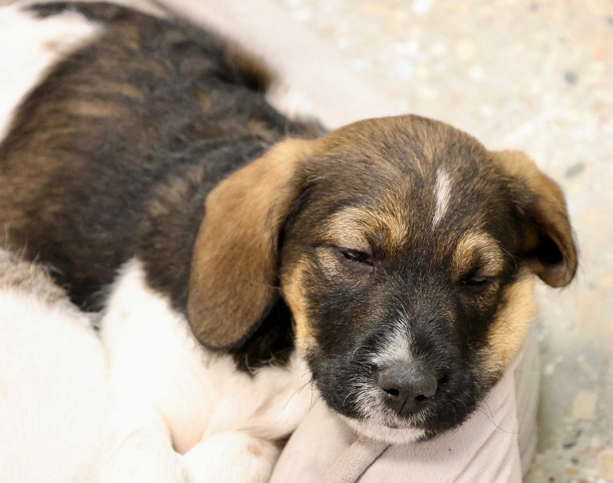 Enlarge Cookie, an adoptable mixed breed in Palatine, IL image 3/4