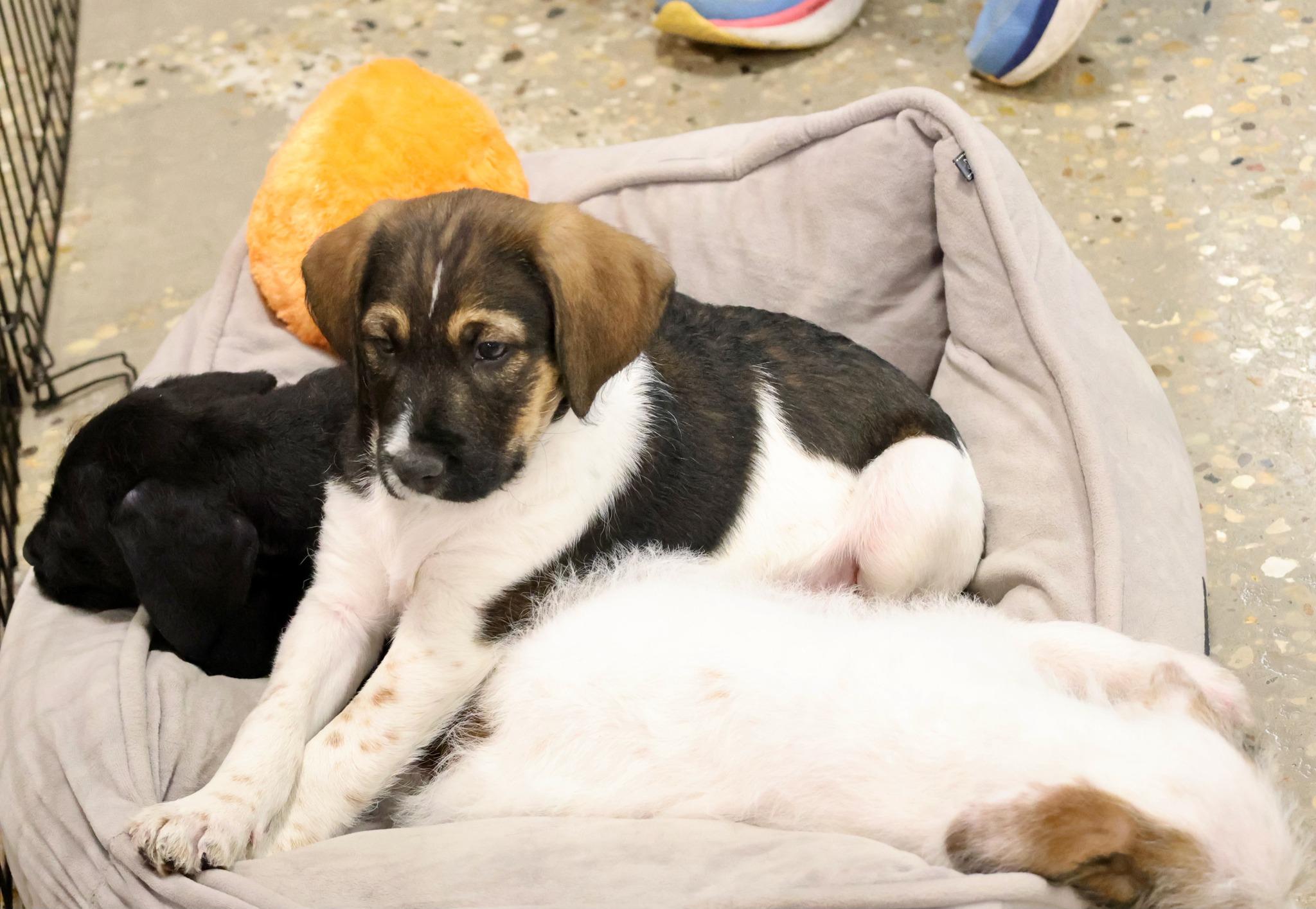 Enlarge Cookie, an adoptable mixed breed in Palatine, IL image 4/4