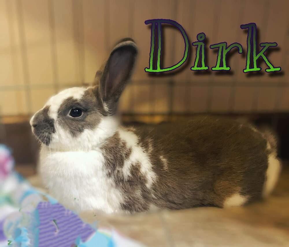 Dirk the Daring, ADOPTABLE, Senior Male American & Rex.