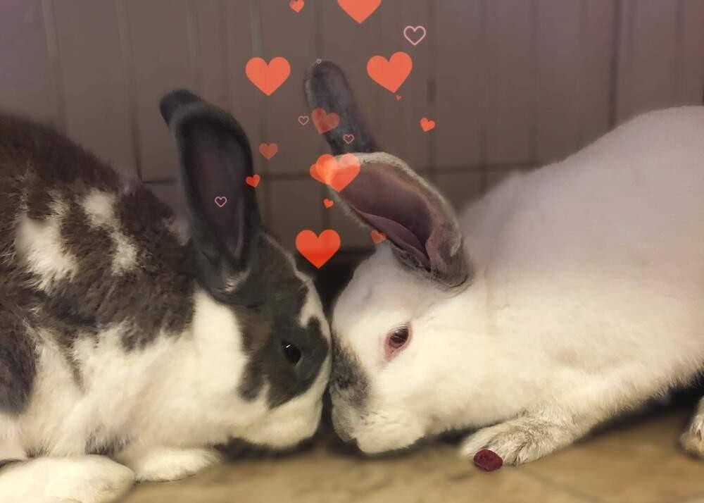 Enlarge Dirk the Daring, a ADOPTABLE mixed breed in Omaha, NE image 2/2