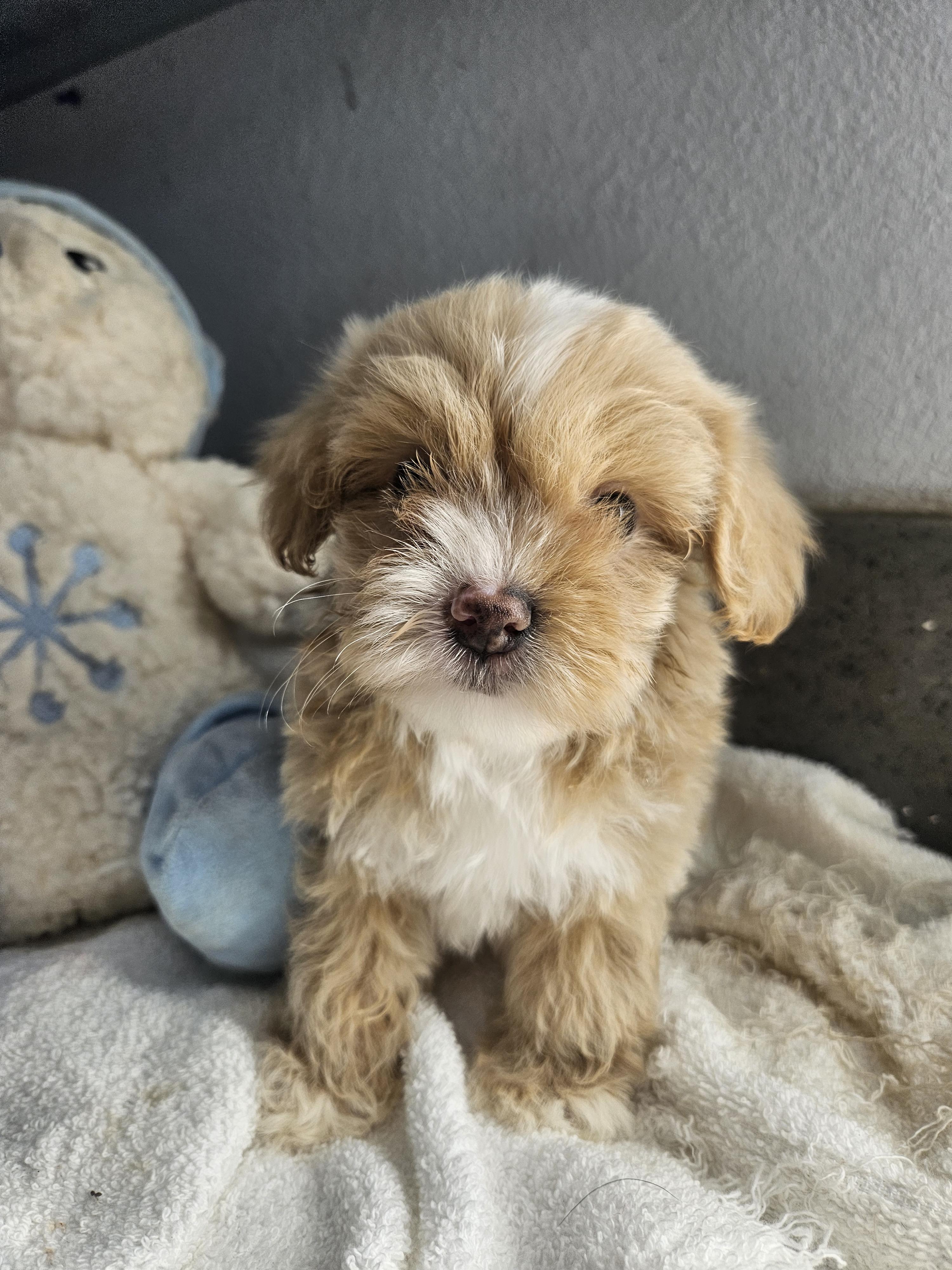 Flash, adopted, Puppy Male Maltipoo.