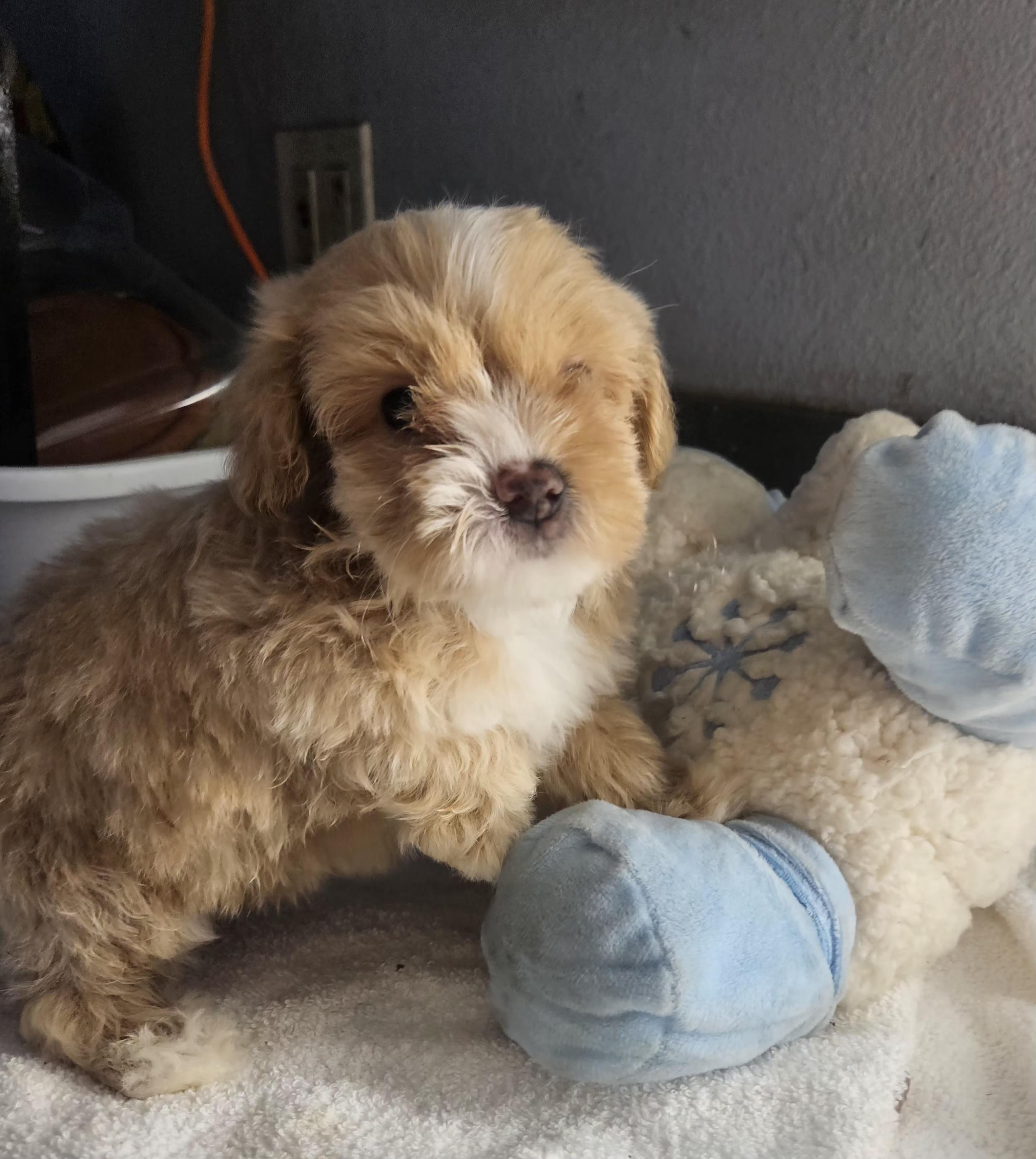 Flash, an adopted mixed breed in Los Angeles, CA image 2/6
