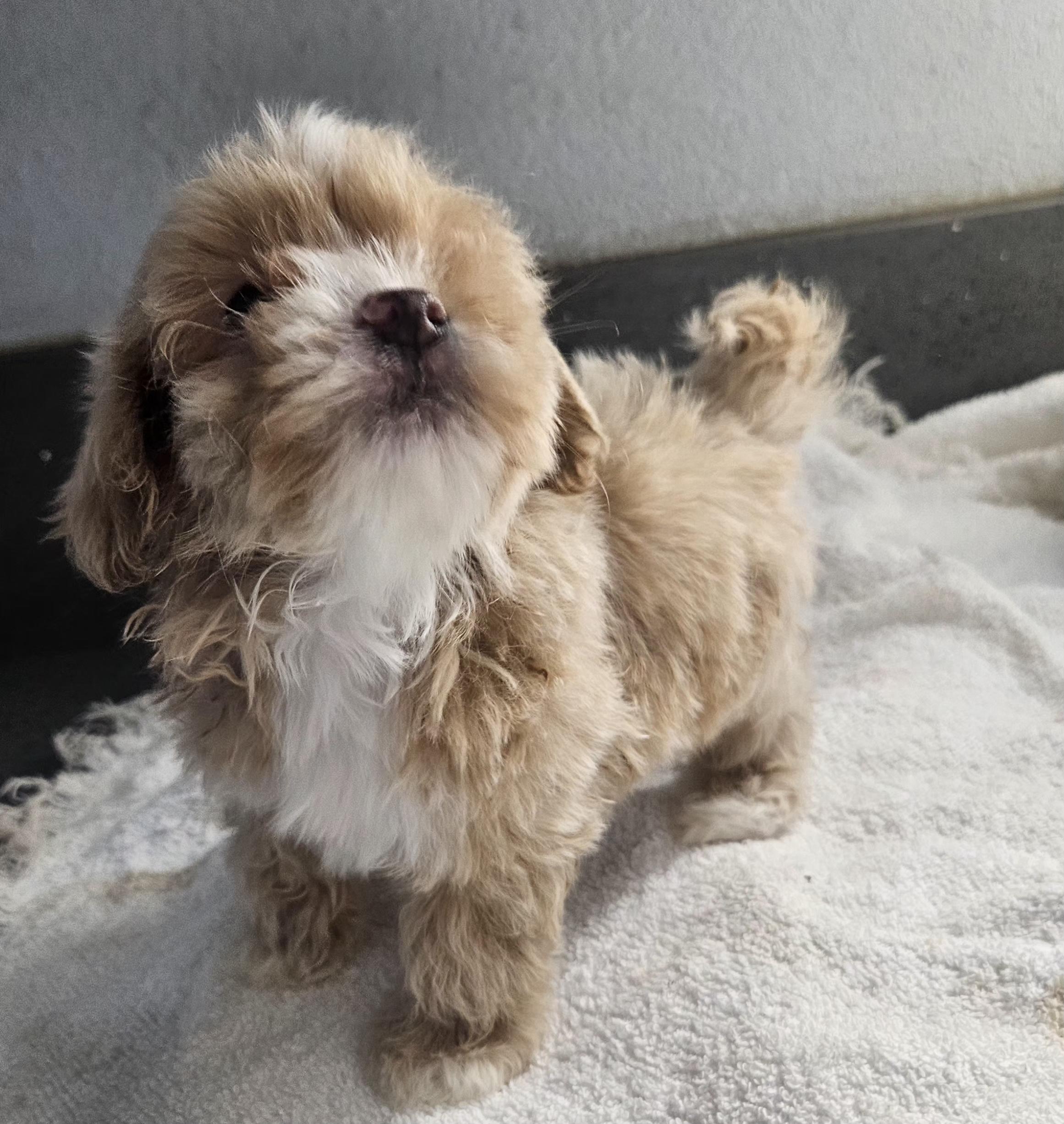 Flash, an adopted mixed breed in Los Angeles, CA image 5/6