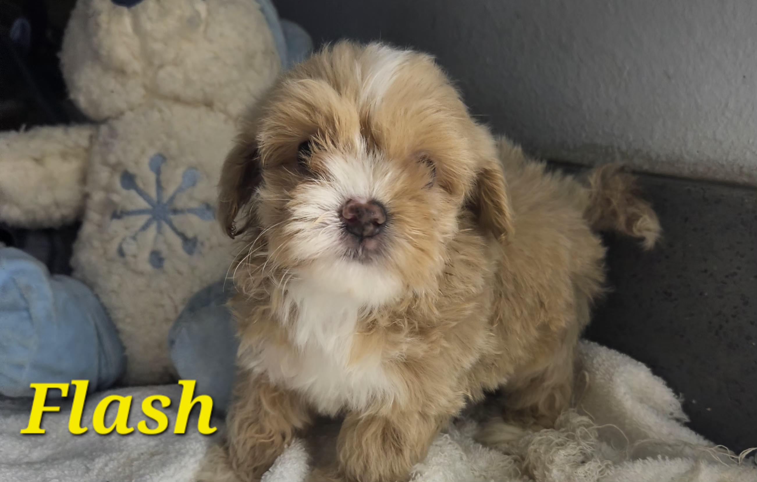 Flash, an adopted mixed breed in Los Angeles, CA image 6/6