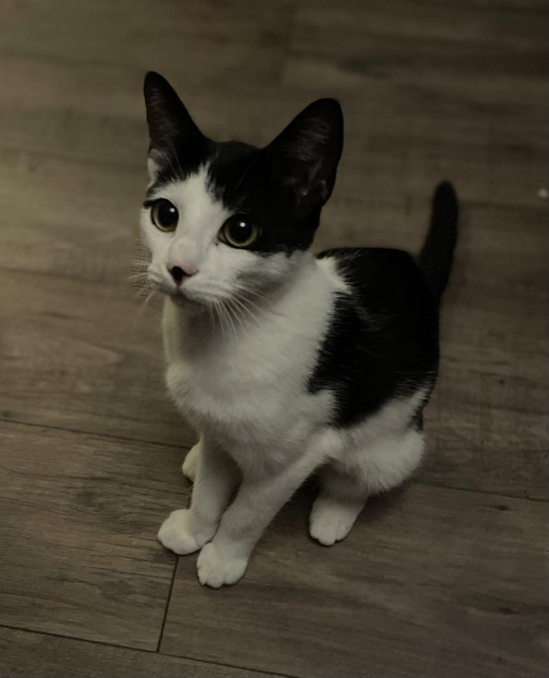 Onyx, ADOPTABLE, Young Female Domestic Short Hair.