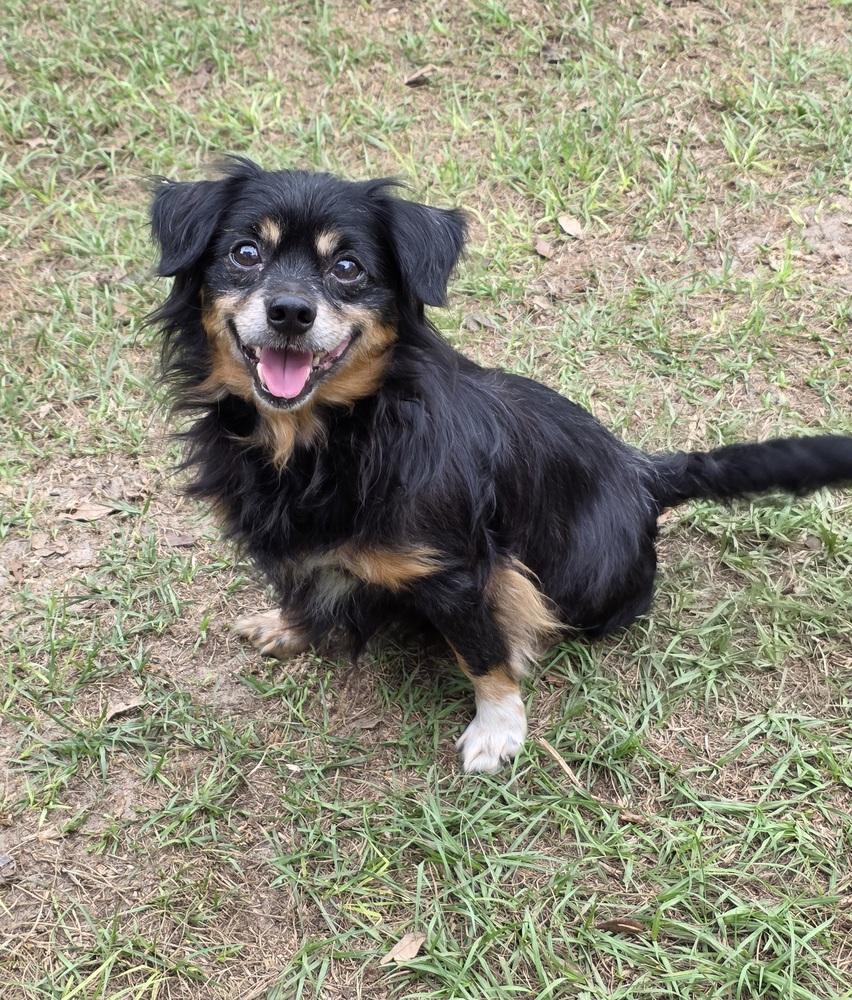 Enlarge Alabama, a Adoptable mixed breed in Bonifay, FL image 1/2