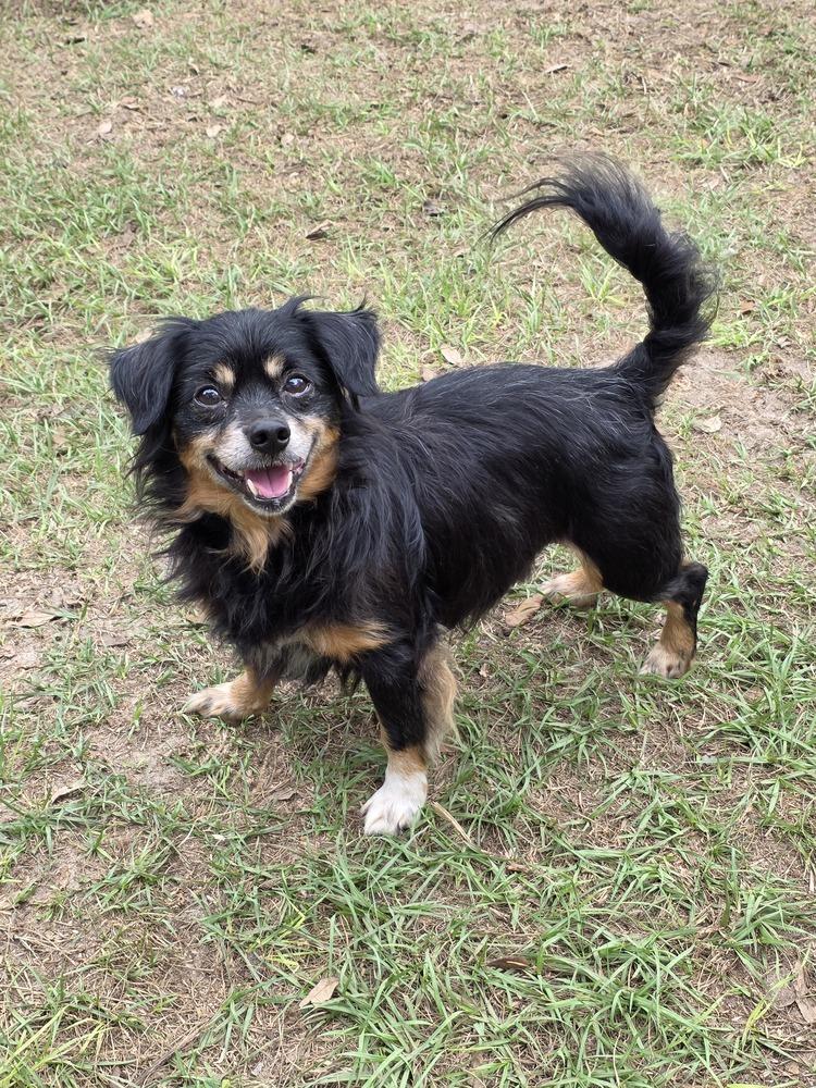 Enlarge Alabama, a Adoptable mixed breed in Bonifay, FL image 2/2