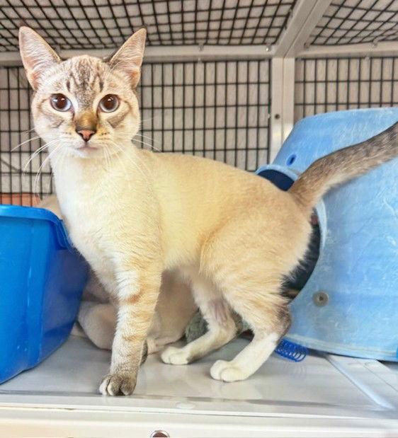 Paul, Adopted, Young Male Domestic Short Hair & Siamese.