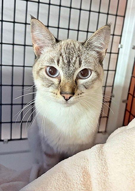 Enlarge Paul, a Adopted mixed breed in Seal Beach, CA image 2/2