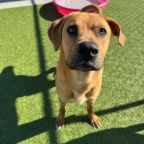 Odis, a ADOPTABLE mixed breed in Fayetteville, AR image 3/3