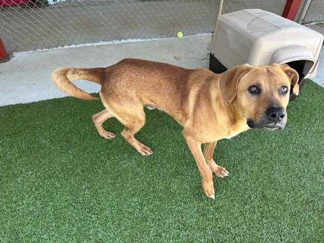 Odis, a ADOPTABLE mixed breed in Fayetteville, AR image 2/3