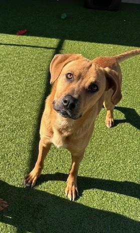 Odis, ADOPTABLE, Adult Male Shepherd & Pit Bull Terrier.