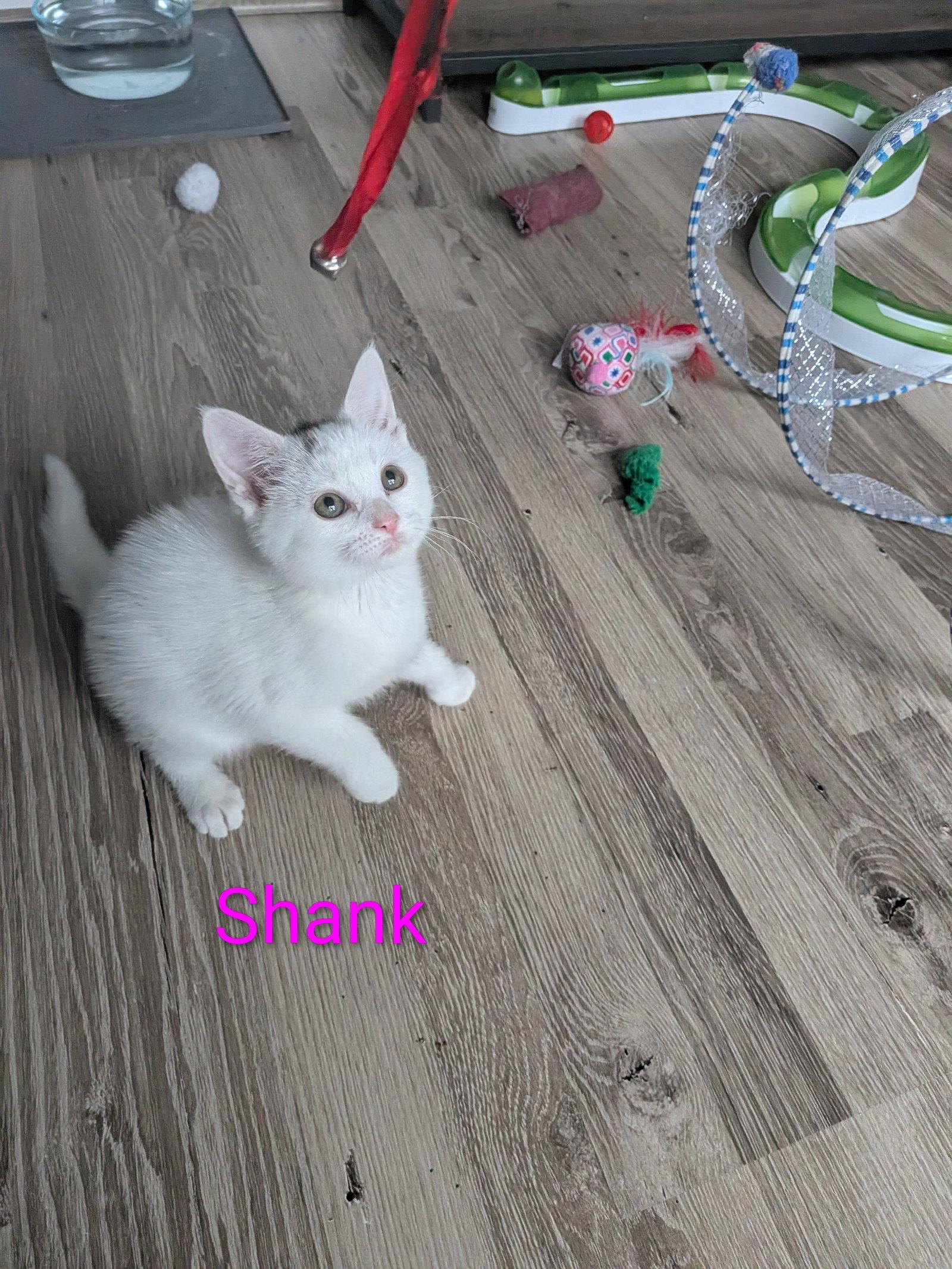 Shank, a Adopted Domestic Short Hair in Aurora, CO image 2/3