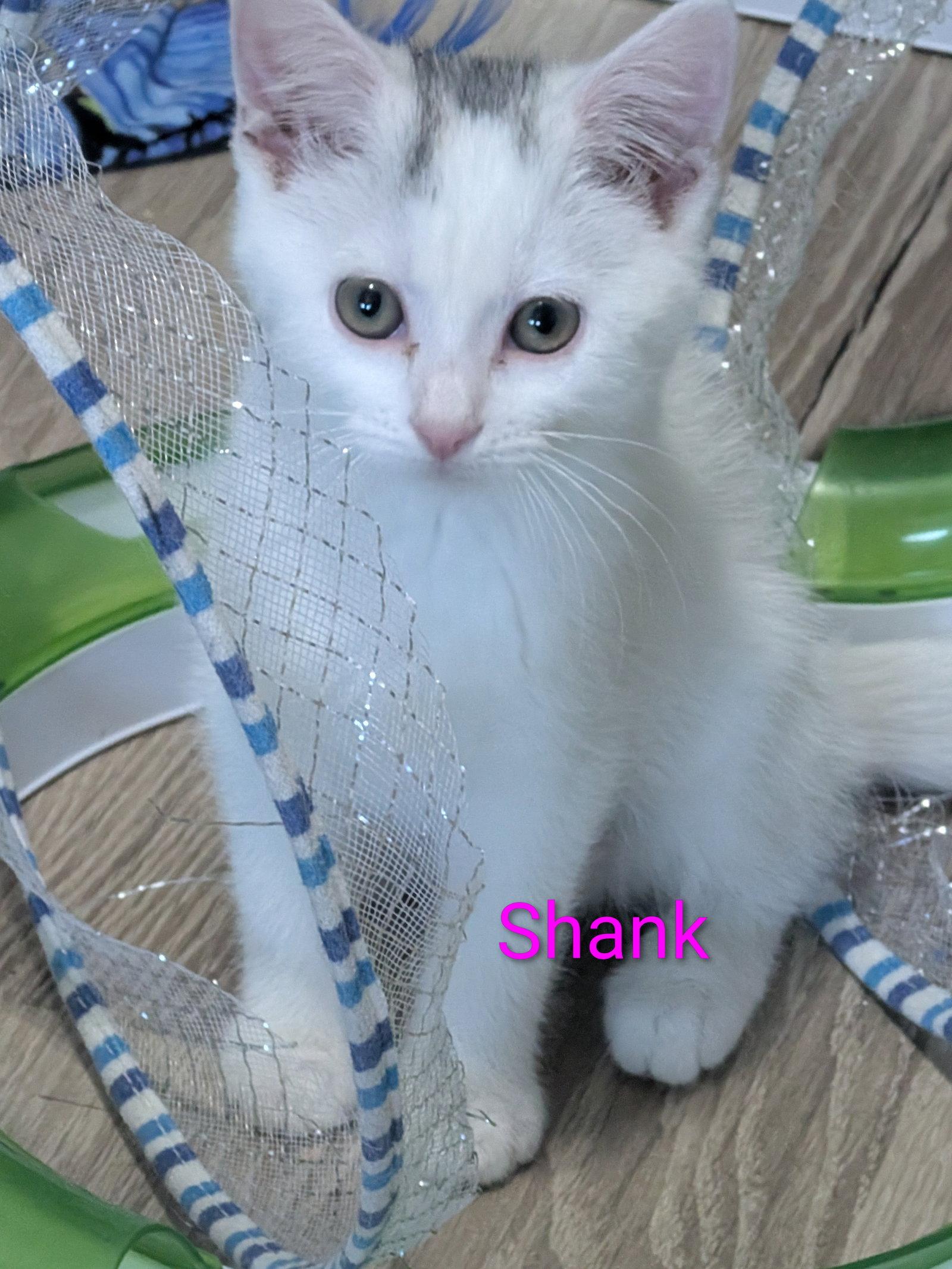 Shank, a Adopted Domestic Short Hair in Aurora, CO image 3/3