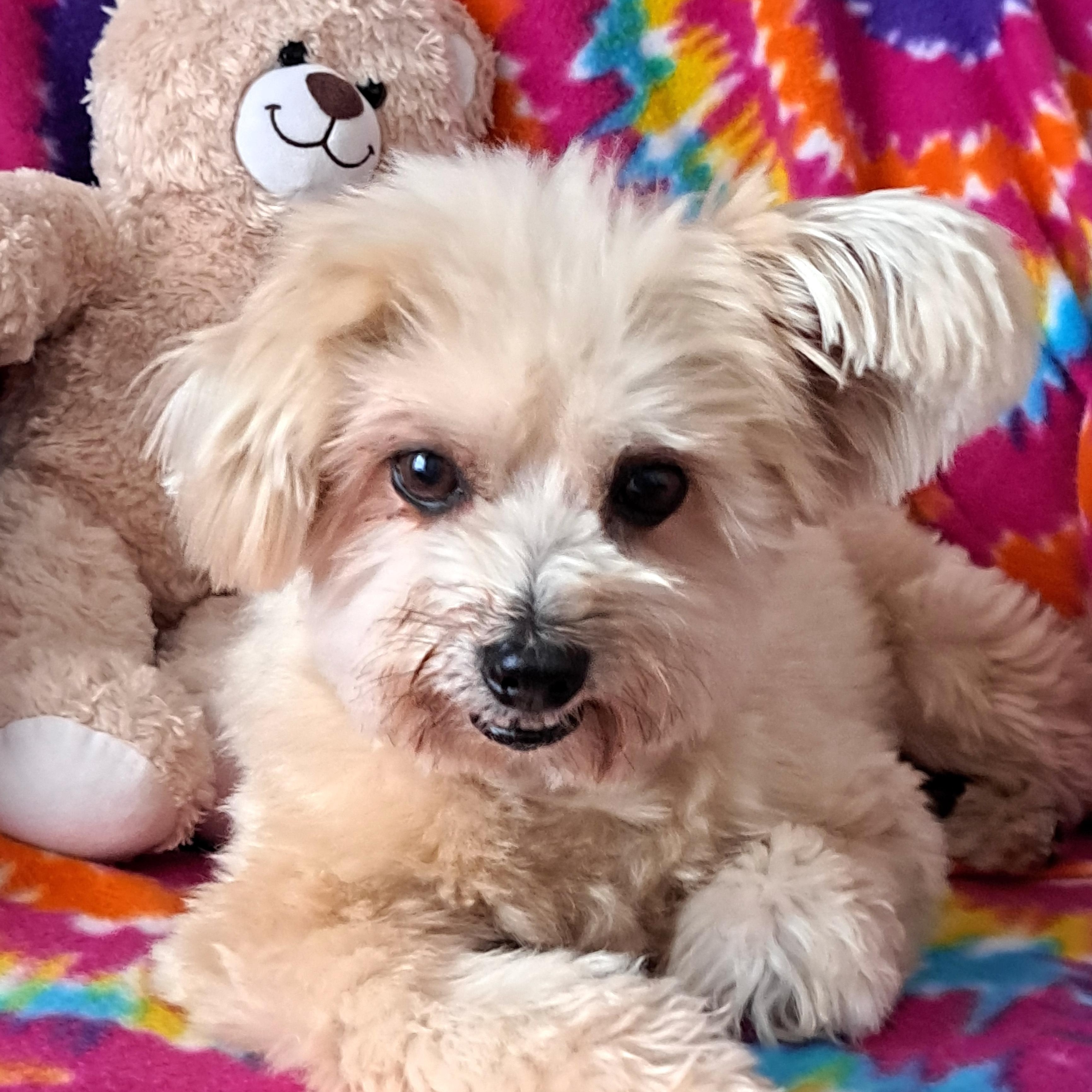 Cesar , ADOPTABLE, Adult Male Maltipoo.